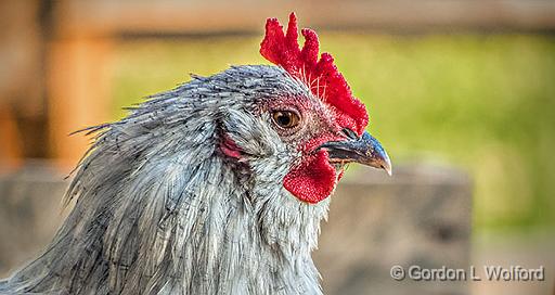 Rooster Profile_DSCF4416.jpg - Photographed near Gillies Corners, Ontario, Canada.